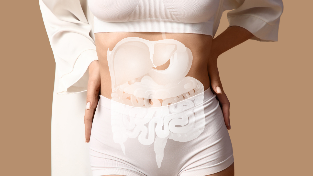 Illustration of the gut microbiome and hormones in perimenopause