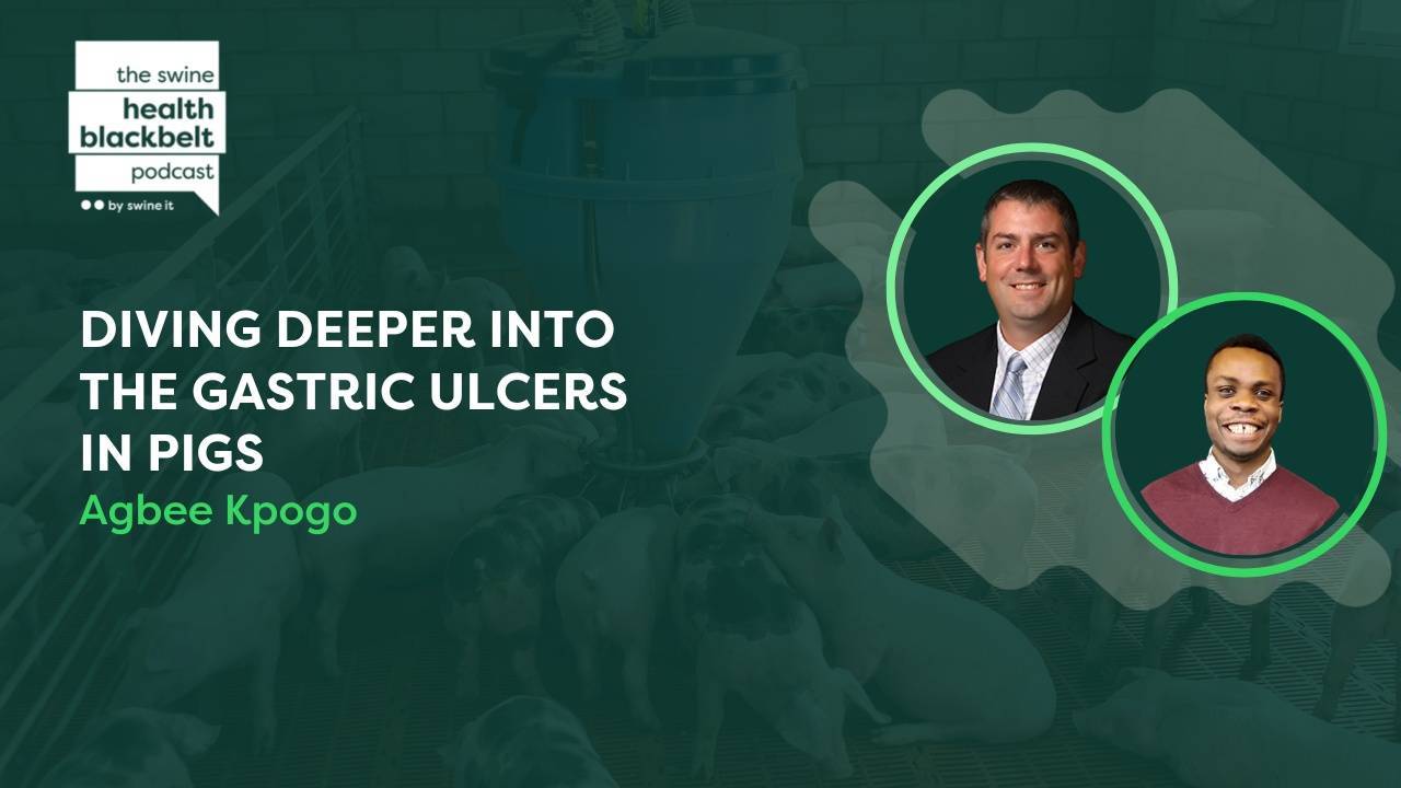 Diving deeper into the gastric ulcers in pigs by Agbee Kpogo