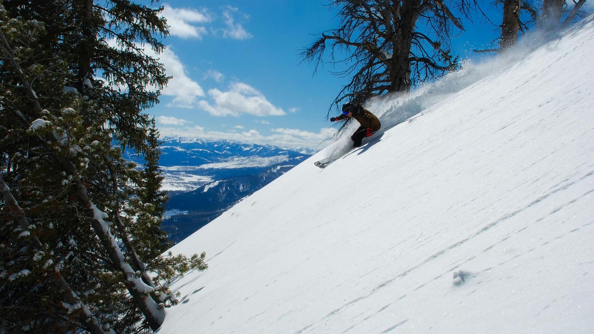 A downhill skier in the trees