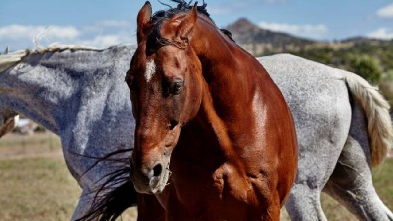 Horse Training Tip Dealing with a FoodAggressive Horse