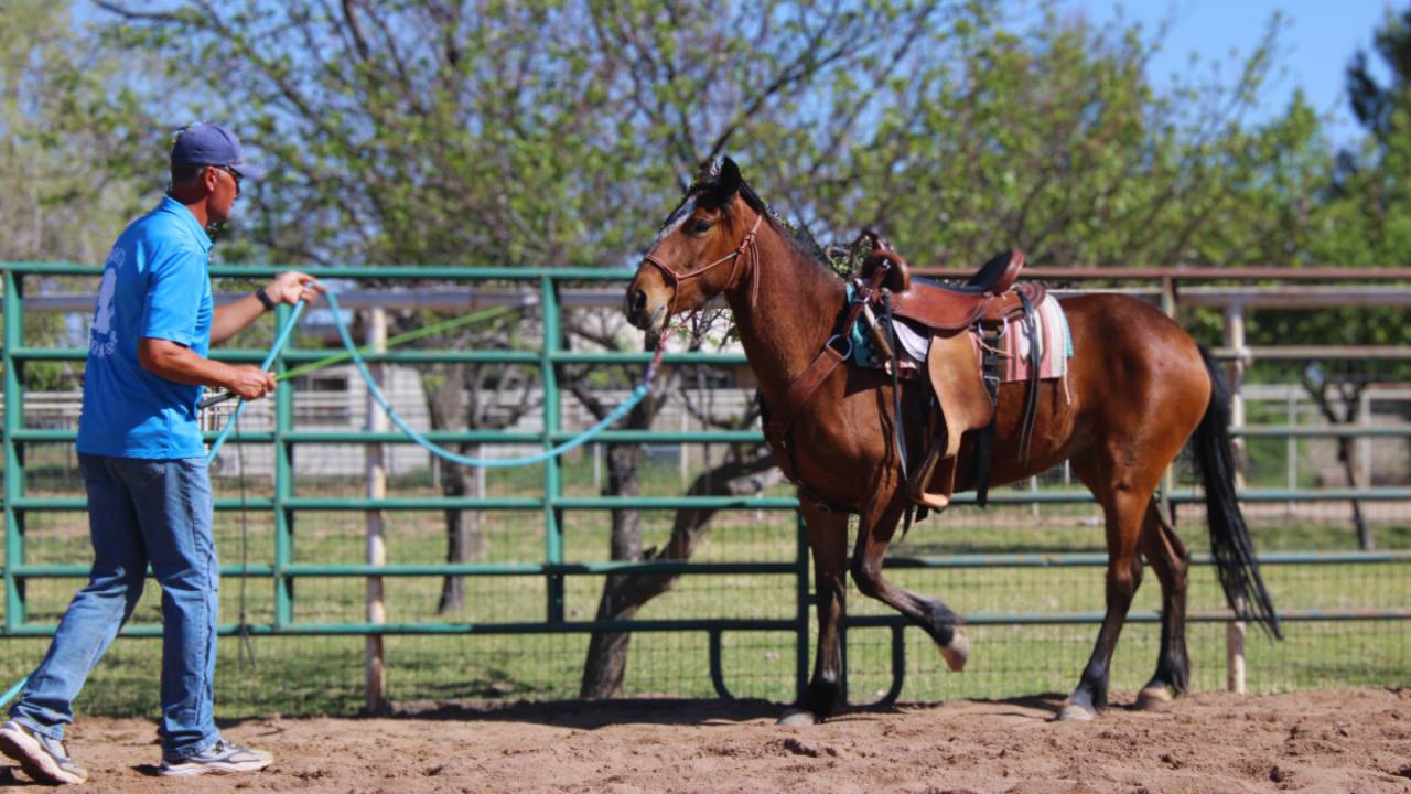 Working with a Pushy Horse