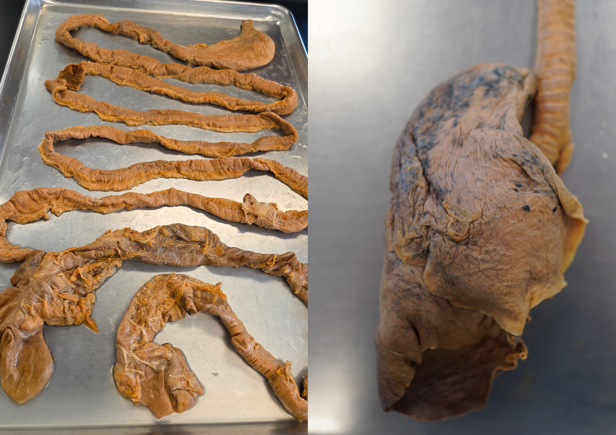 In-Lab workshop in Institute of Human Anatomy