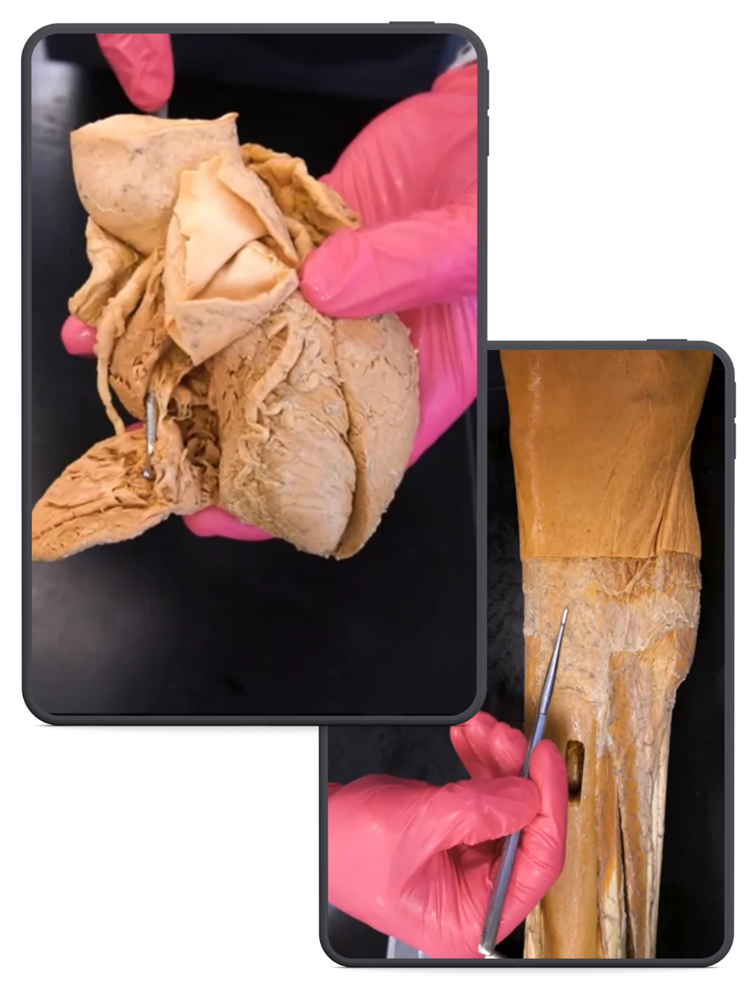 Muscular & Cardiovascular Systems Course - IOHA