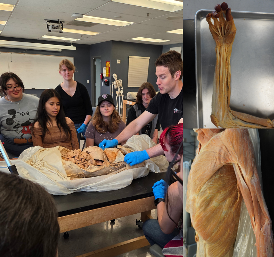 Musculoskeletal System: Superior Limb 2-Hour Workshop - Institute of Human Anatomy
