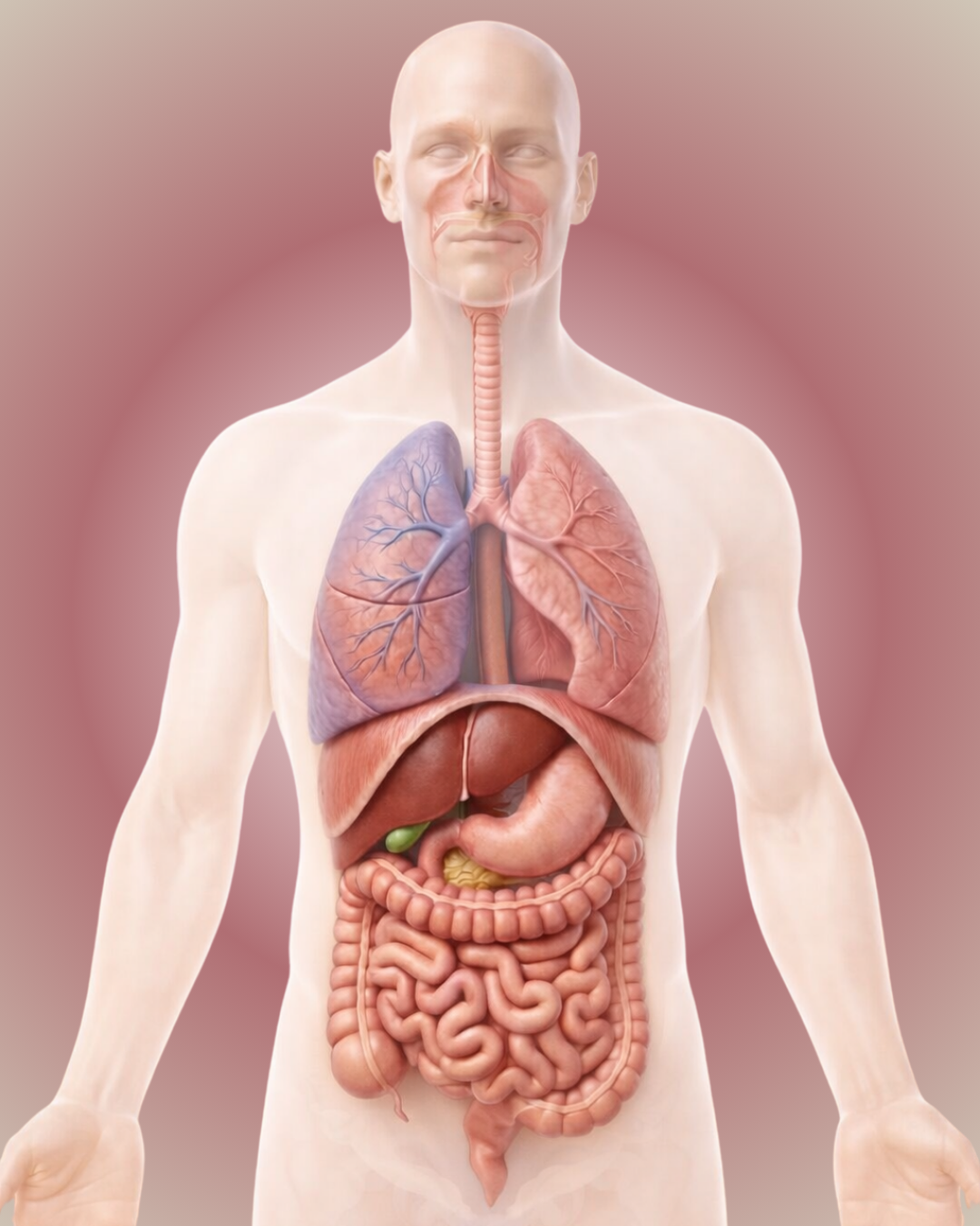 Anatomical illustration of the human torso showing internal organs including the lungs, trachea, liver, gallbladder, stomach, and intestines.