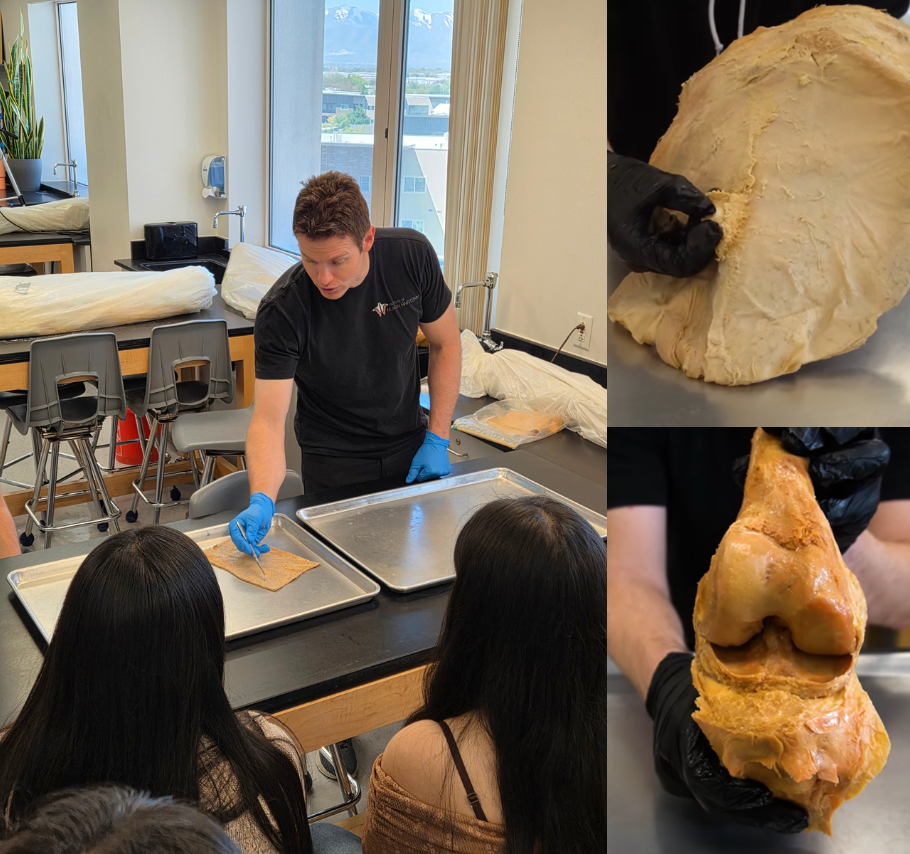 Skin, Connective Tissues, & Joints 2-Hour Workshop - Institute of Human Anatomy