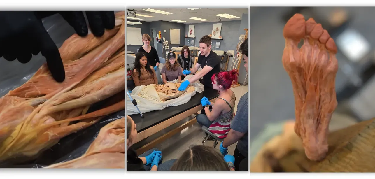 Muscular & Cardiovascular System 2-Hour Workshop - Institute of Human Anatomy