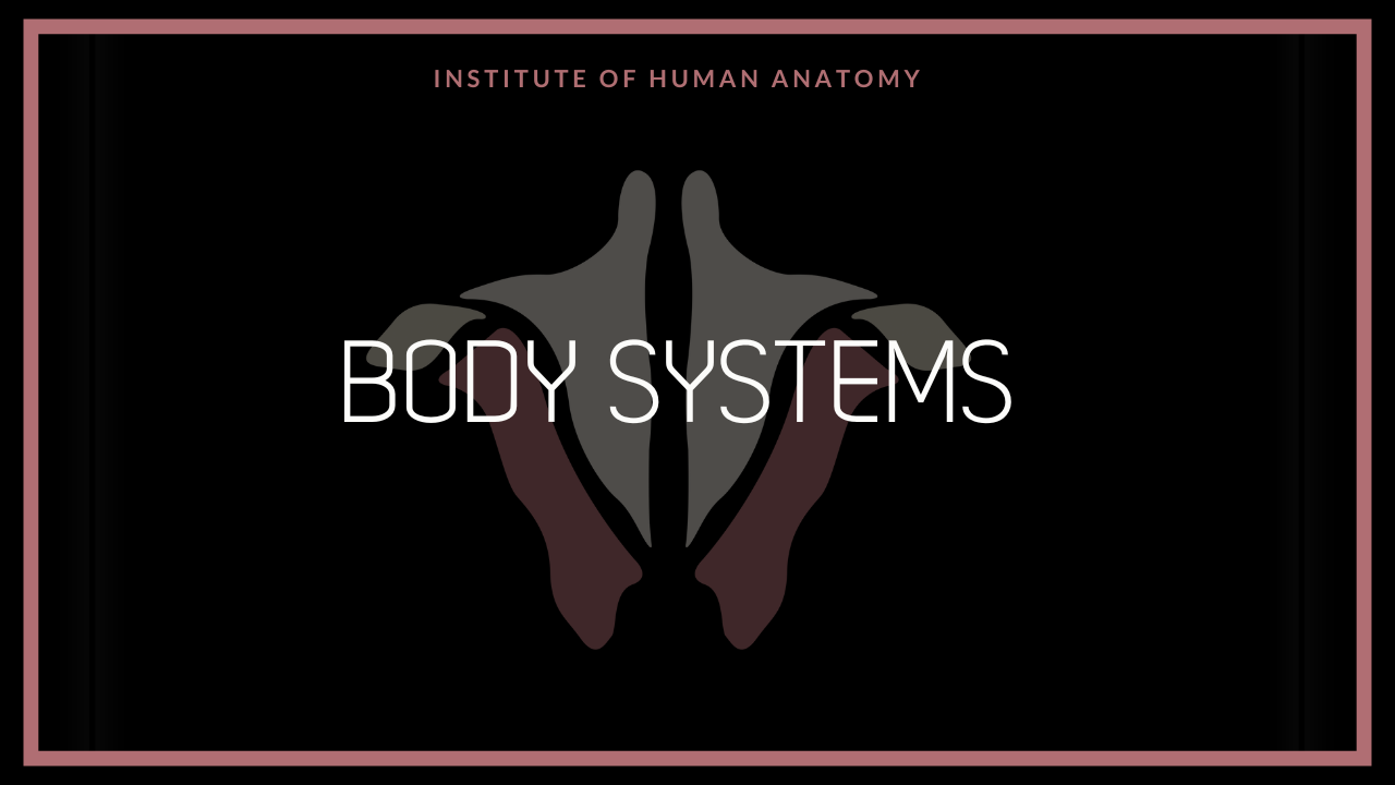 Surgical tools for human anatomy systems dissection quiz pack