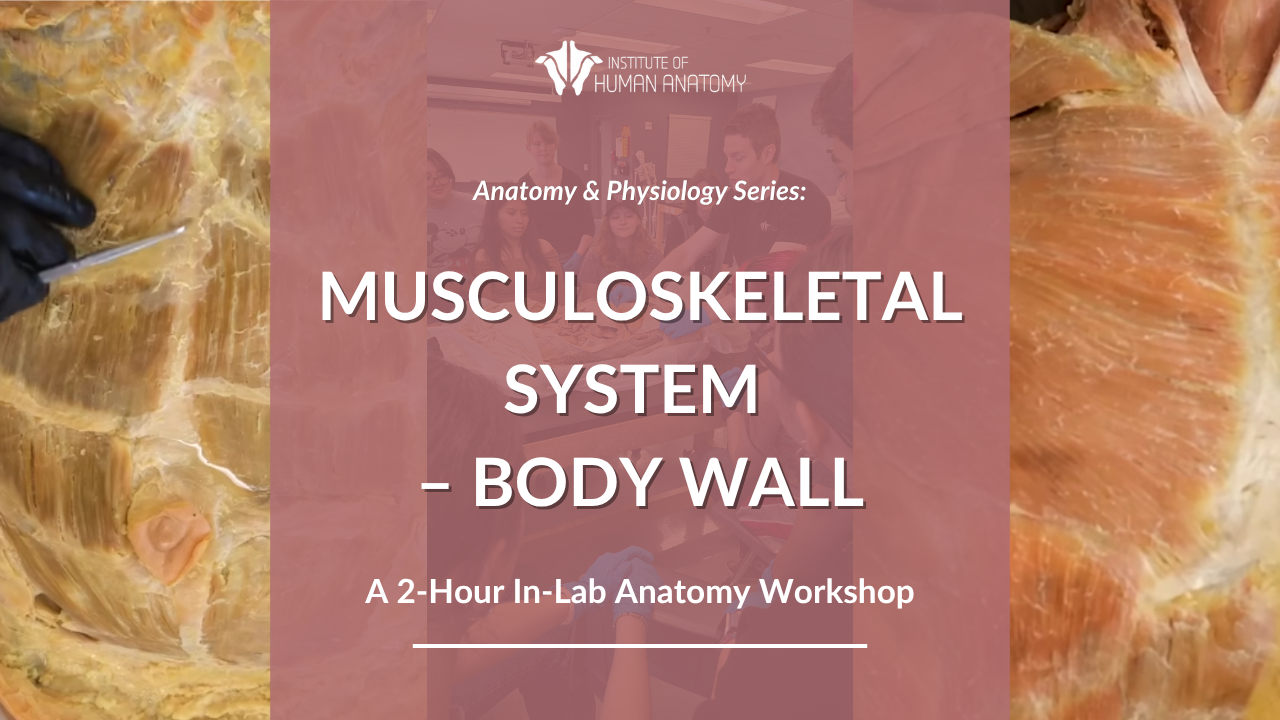 IOHA Muscular and Cardiovascular Systems 2-Hour In-Person Workshop