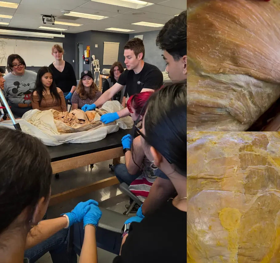 Muscular & Cardiovascular System 2-Hour Workshop - Institute of Human Anatomy