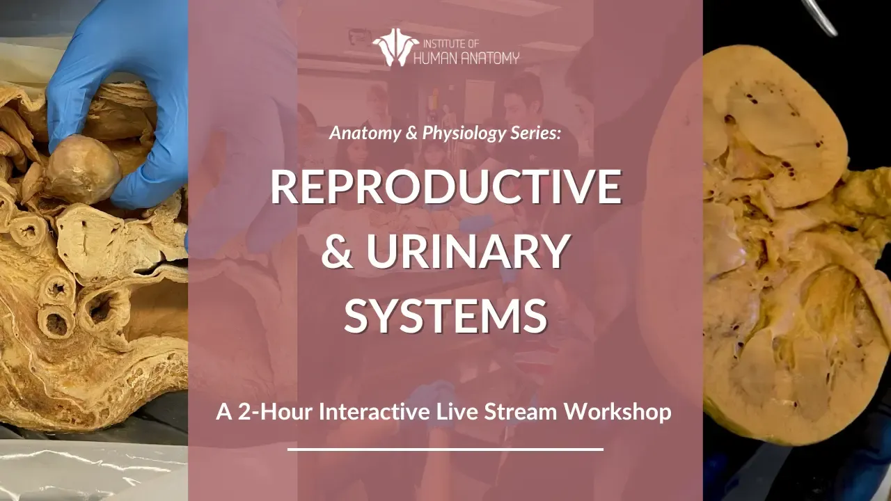 IOHA Live from the Lab: Muscular & Cardiovascular System 2-Hour Workshop