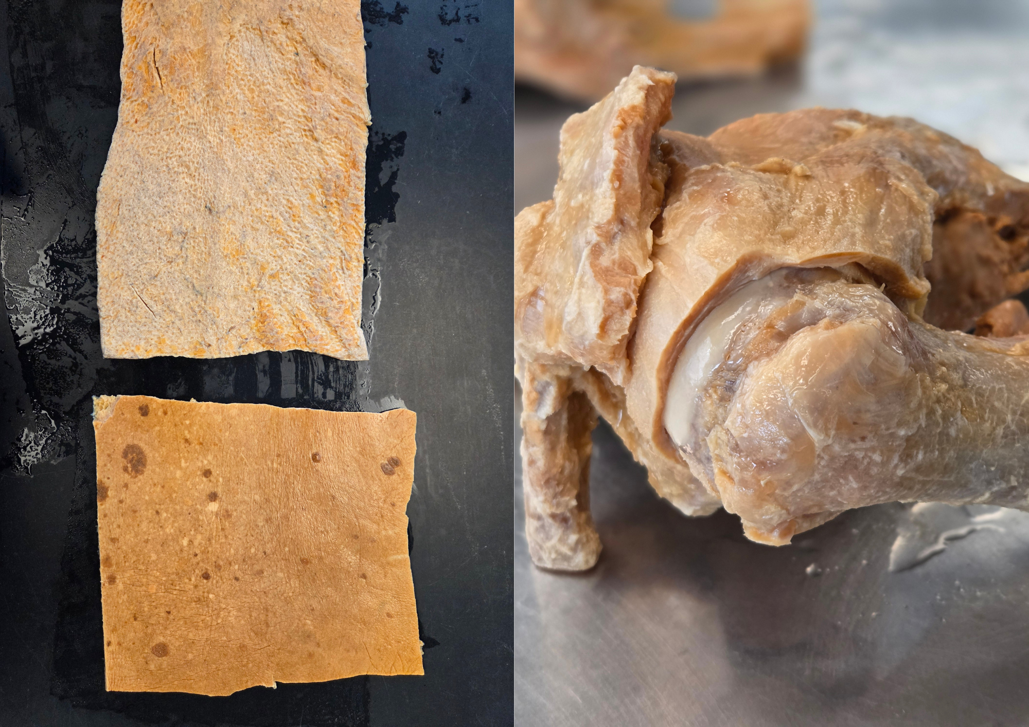 Medical dissection layout showing excised human skin sheets displaying dermal and epidermal layers alongside a glenohumeral shoulder joint displaying the articular hyaline cartilage.