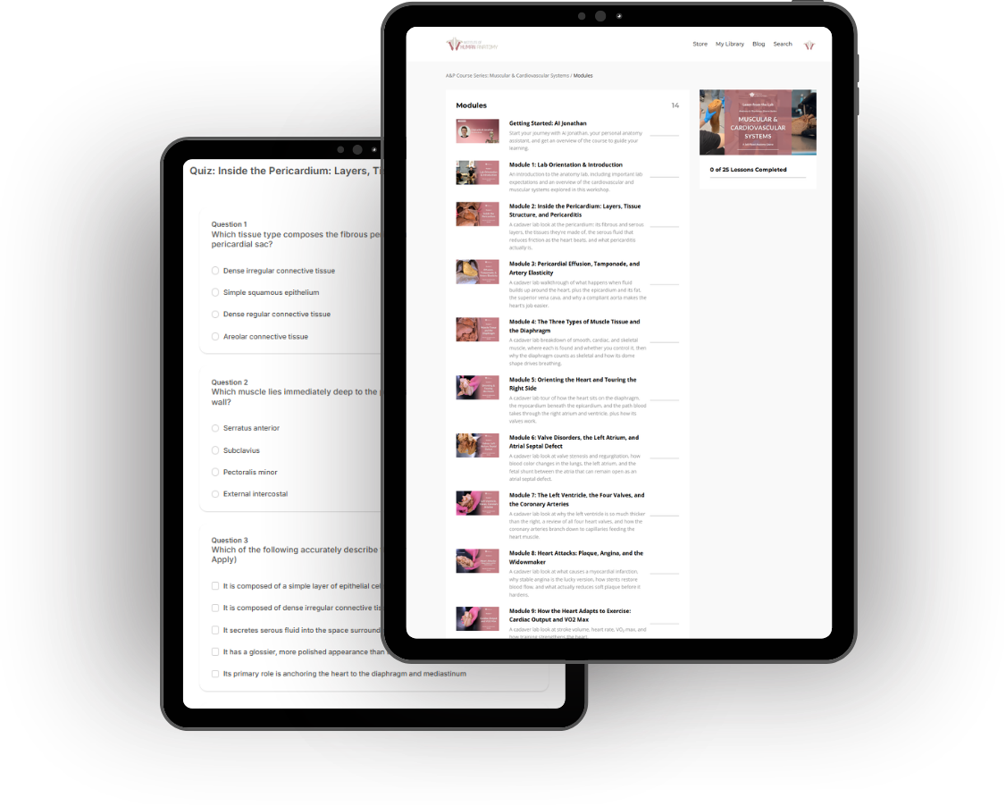 Foundations of Human Anatomy Course thumbnail