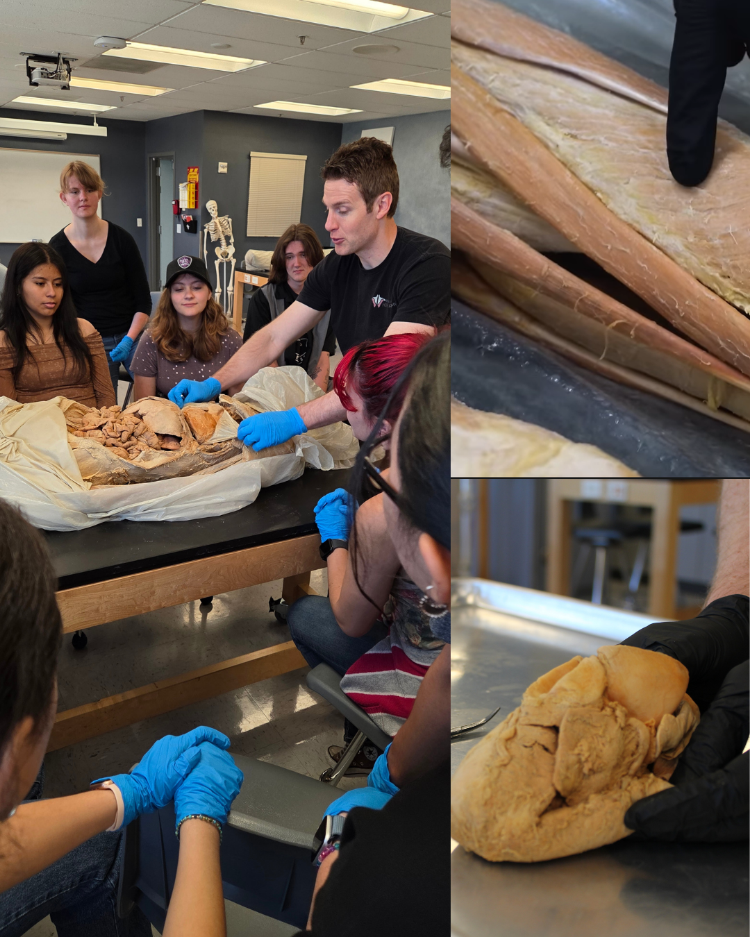 Muscular & Cardiovascular System 2-Hour Workshop - Institute of Human Anatomy