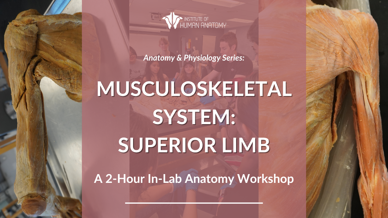 IOHA Musculoskeletal System: Superior Limb 2-Hour In-Person Workshop