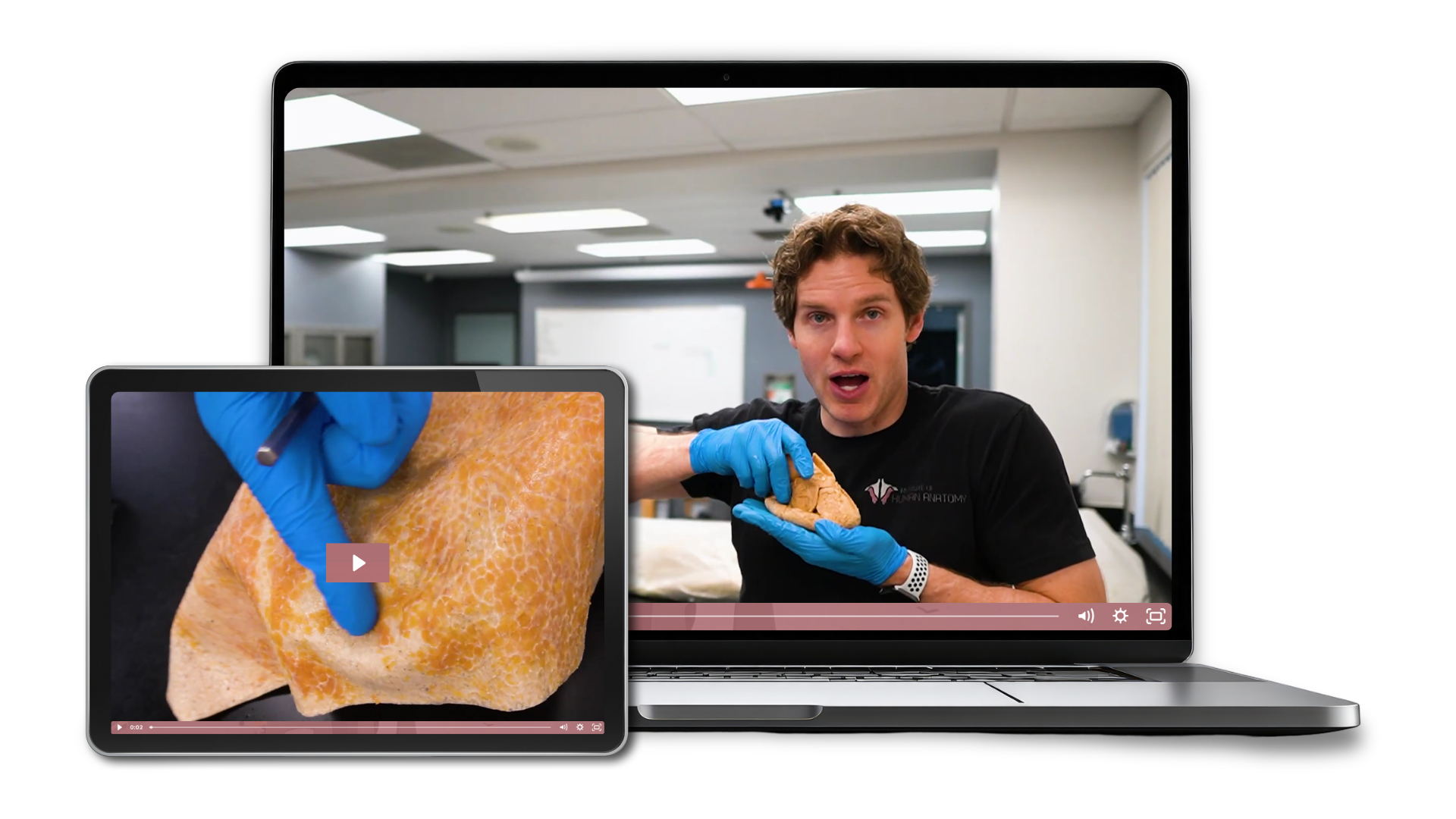 Institute of Human Anatomy - Myology course online
