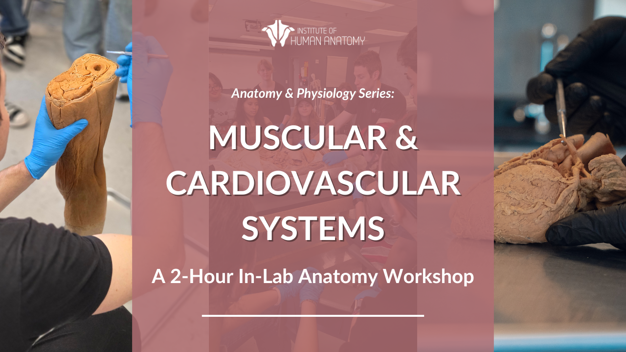 IOHA Muscular and Cardiovascular Systems 2-Hour In-Person Workshop