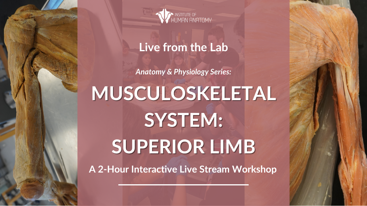 IOHA Live from the Lab: Musculoskeletal System: Superior Limb 2-Hour Workshop