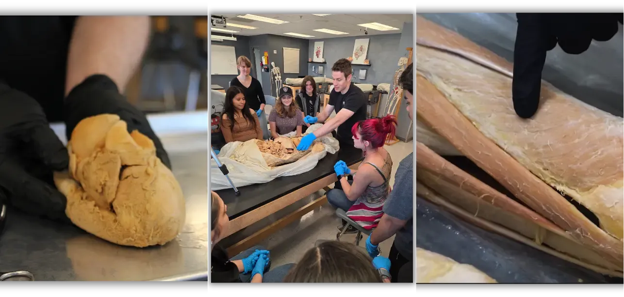 Muscular & Cardiovascular System 2-Hour Workshop - Institute of Human Anatomy