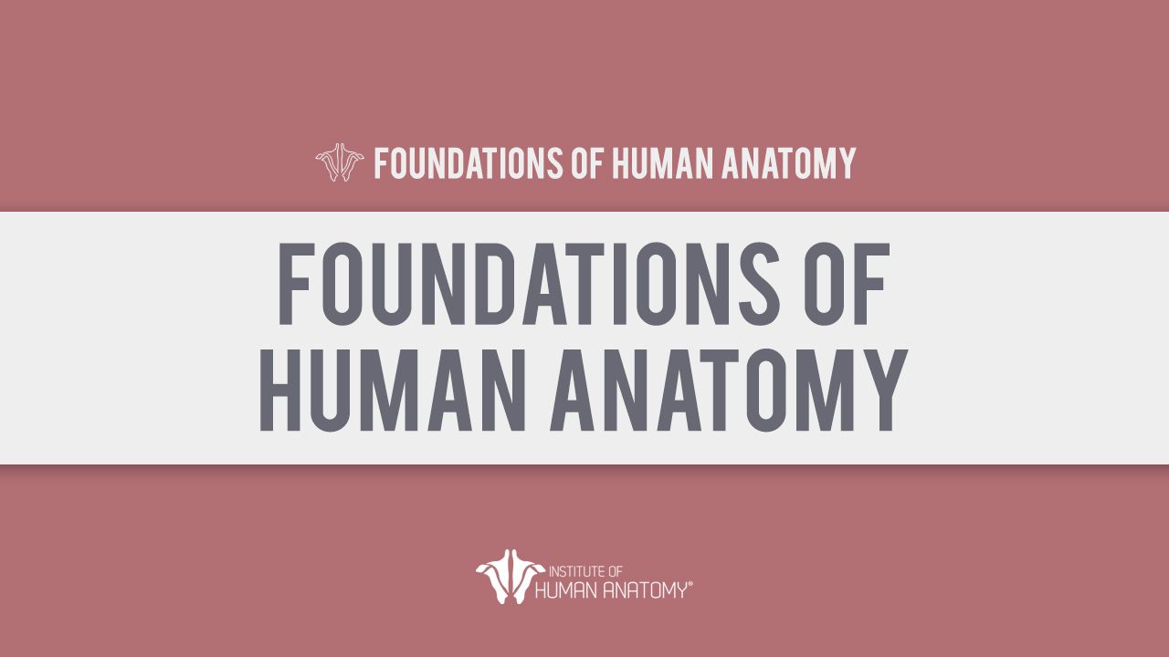 Foundations of Human Anatomy Course thumbnail