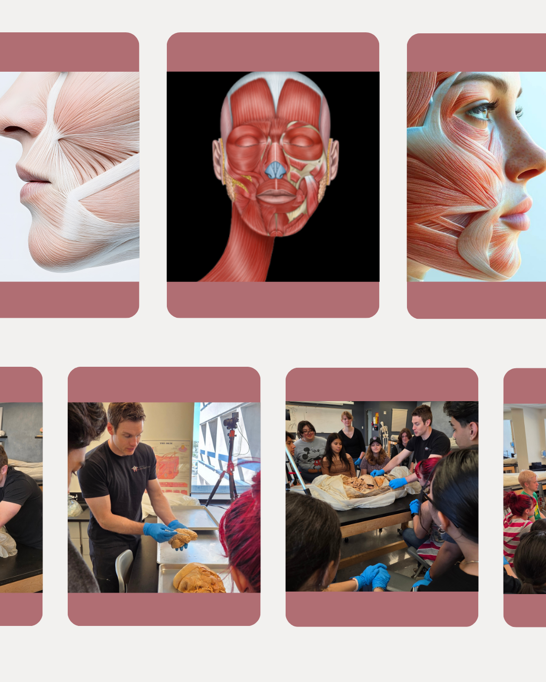 Institute of Human Anatomy - Facial Anatomy In-Lab Workshop photos and Facial Anatomy Photo Collage