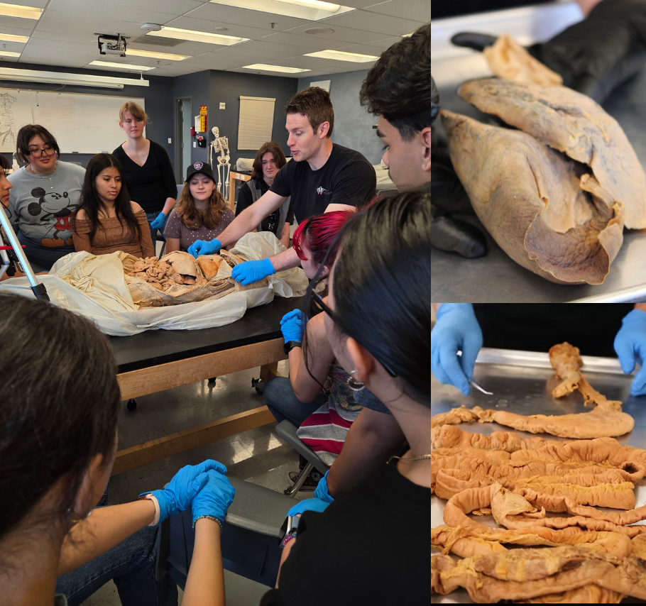 Respiratory & Digestive System 2-Hour Workshop - Institute of Human Anatomy