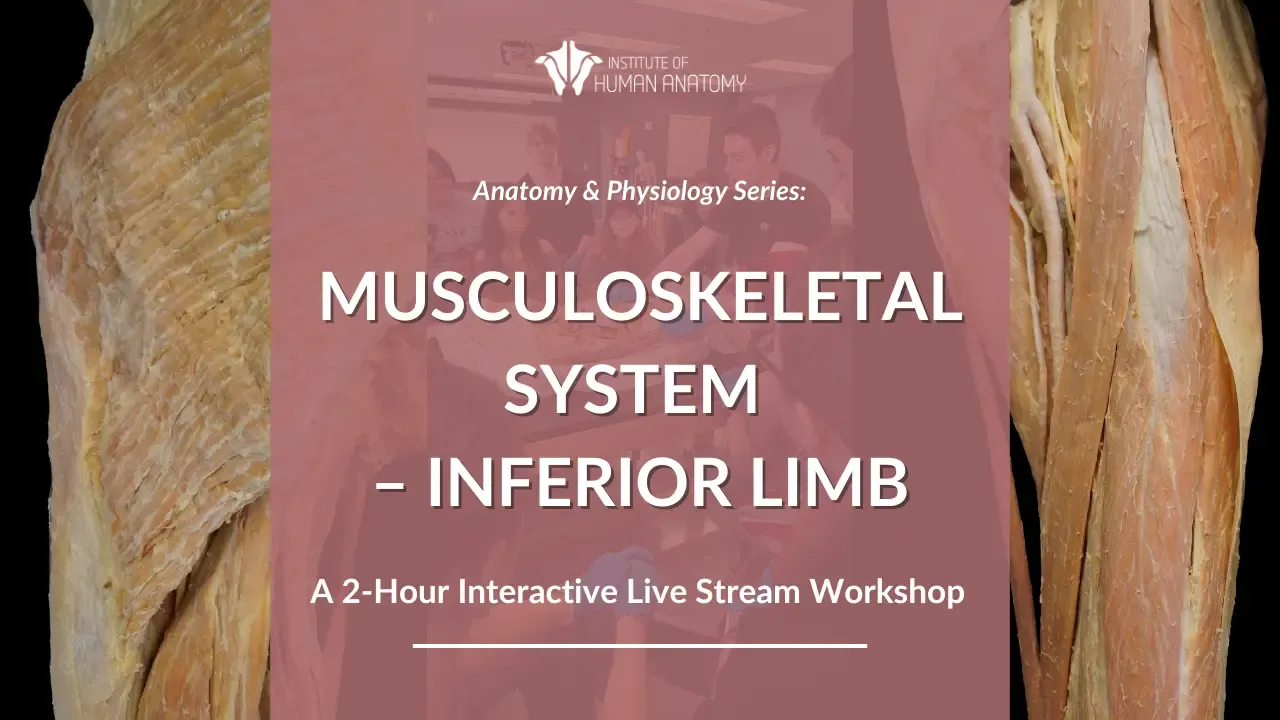 IOHA Live from the Lab: Muscular & Cardiovascular System 2-Hour Workshop