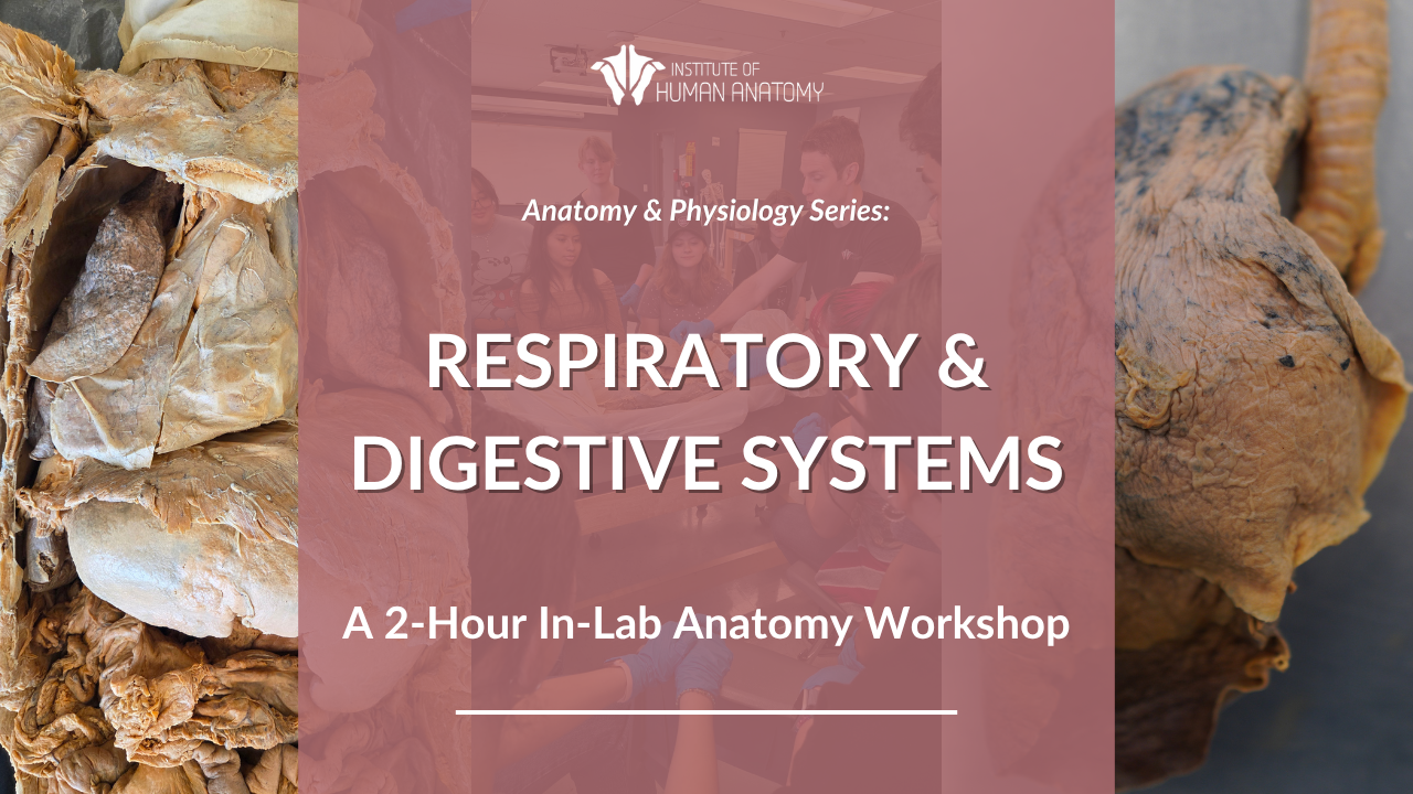 IOHA Respiratory & Digestive Systems 2-Hour In-Person Workshop