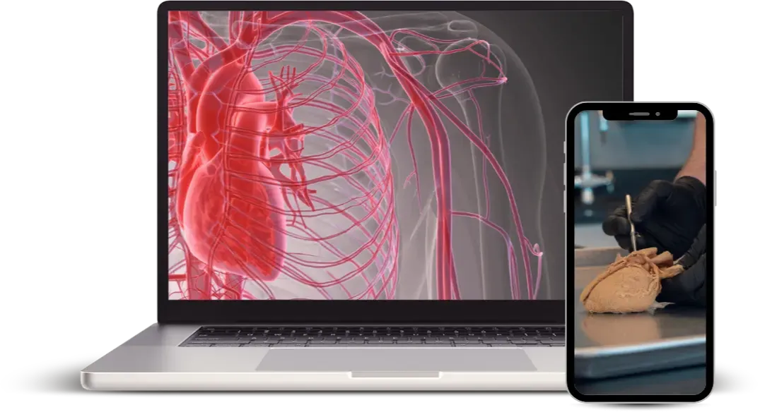 Laptop showing a 3D cardiovascular model alongside a smartphone displaying real human heart cadaver dissection for online anatomy education.