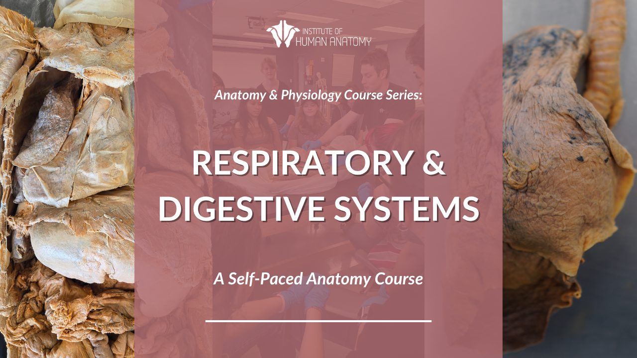 IOHA Live from the Lab: Respiratory & Digestive System 2-Hour Workshop
