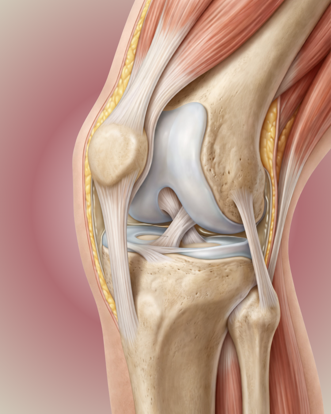 Anatomy illustration of a human knee joint showing exposed bones and articular cartilage, surrounded by quadriceps muscle, skin layers, and stabilizing connective tissues like ligaments and tendons.