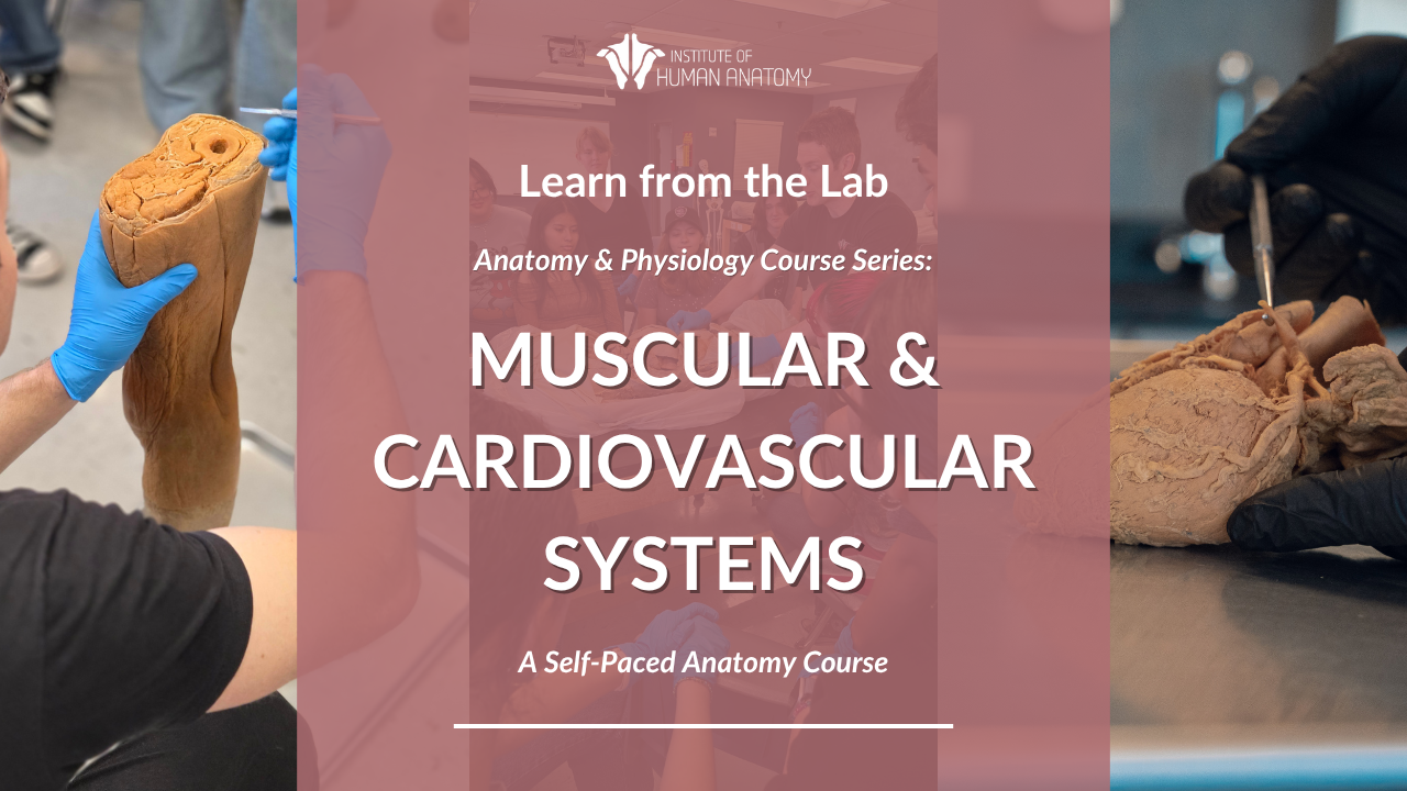 Muscular & Cardiovascular Systems Course - IOHA