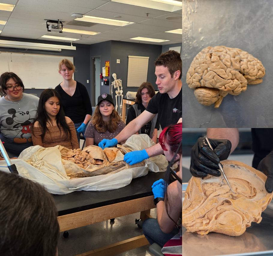 Nervous & Endocrine System 2-Hour Workshop - Institute of Human Anatomy