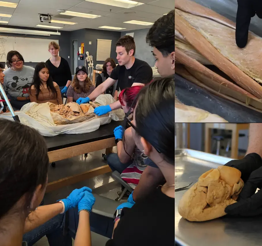 Muscular & Cardiovascular System 2-Hour Workshop - Institute of Human Anatomy
