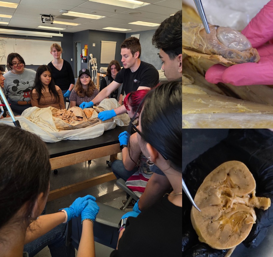 Muscular & Cardiovascular System 2-Hour Workshop - Institute of Human Anatomy