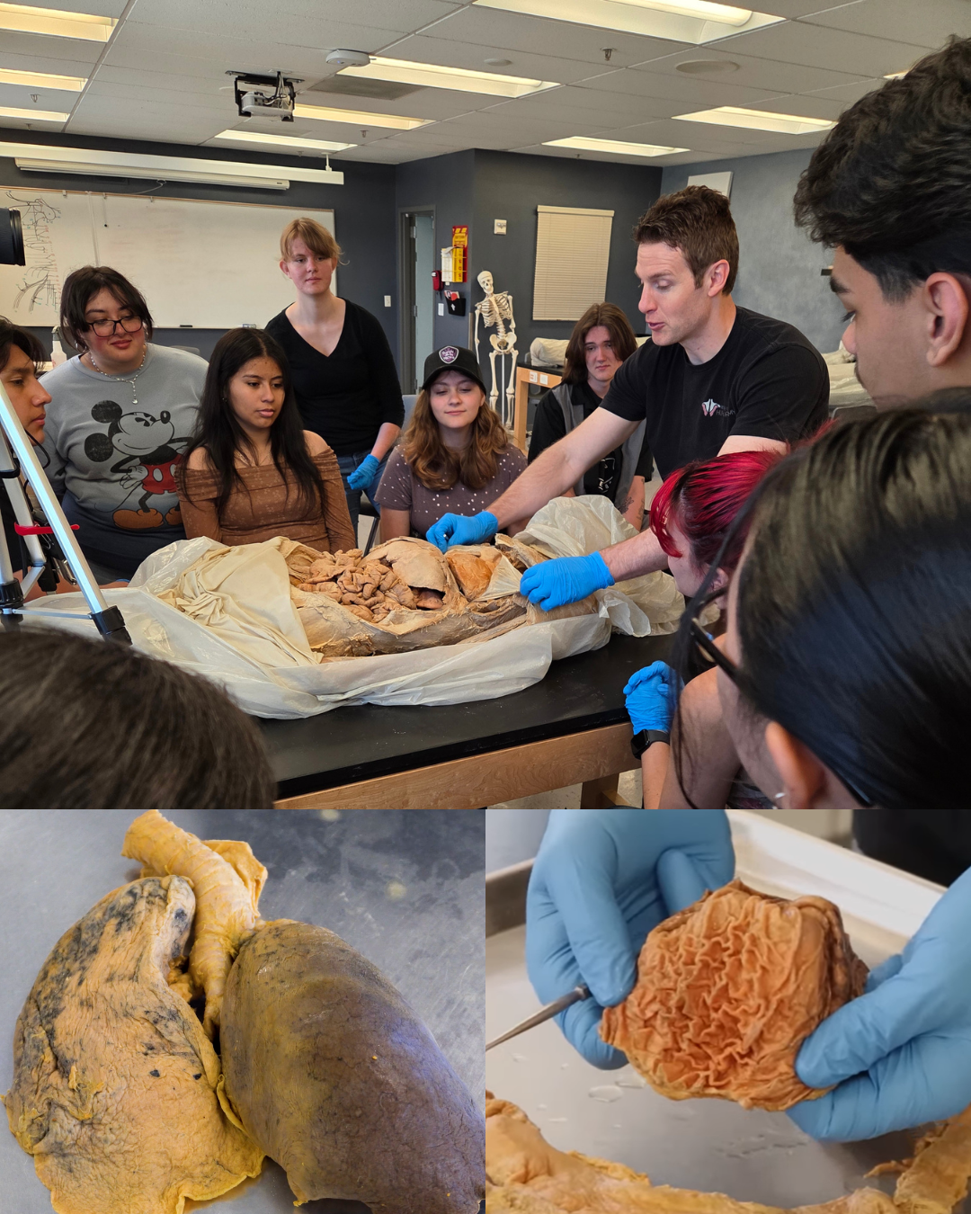 Respiratory & Digestive System 2-Hour Workshop - Institute of Human Anatomy