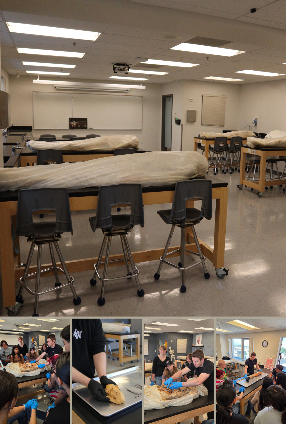 Muscular & Cardiovascular System 2-Hour Workshop - Institute of Human Anatomy