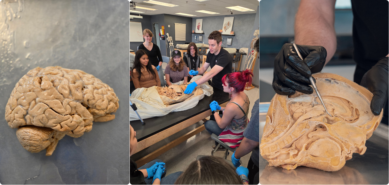 Nervous & Endocrine Systems 2-Hour Workshop - Institute of Human Anatomy
