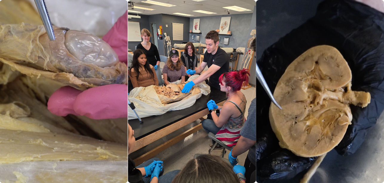 Reproductive & Urinary System 2-Hour Workshop - Institute of Human Anatomy