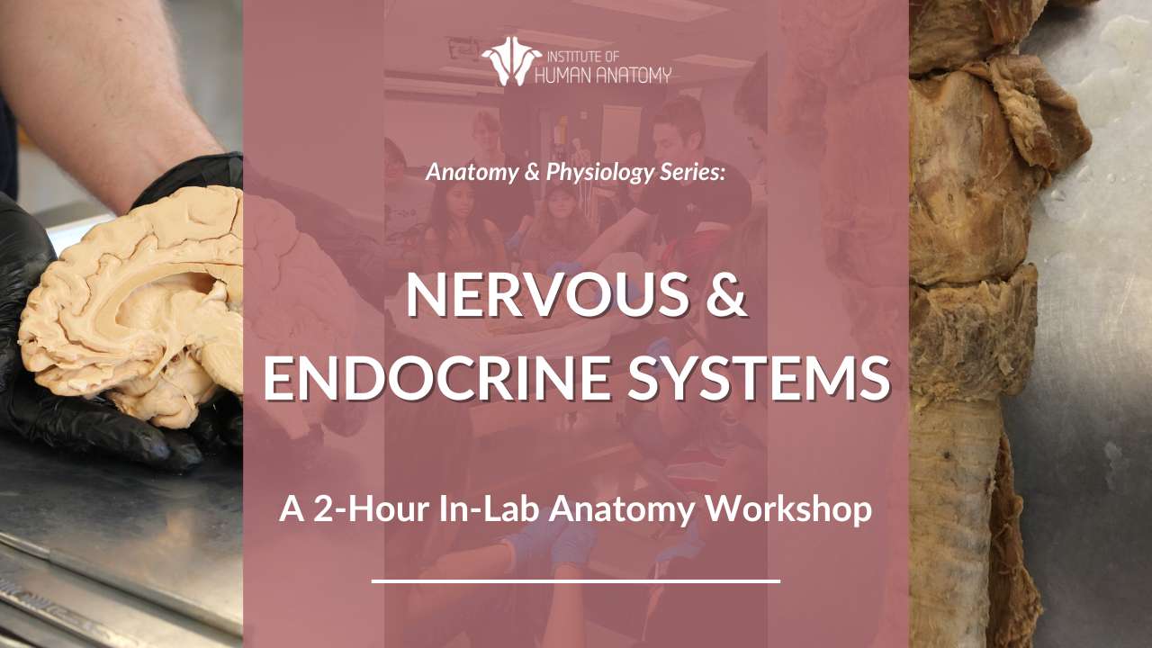 IOHA Nervous & Endocrine Systems 2-Hour In-Person Workshop