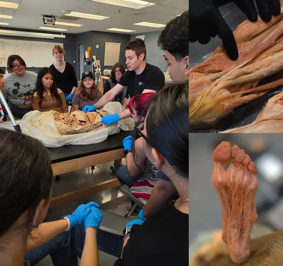 Muscular & Cardiovascular System 2-Hour Workshop - Institute of Human Anatomy