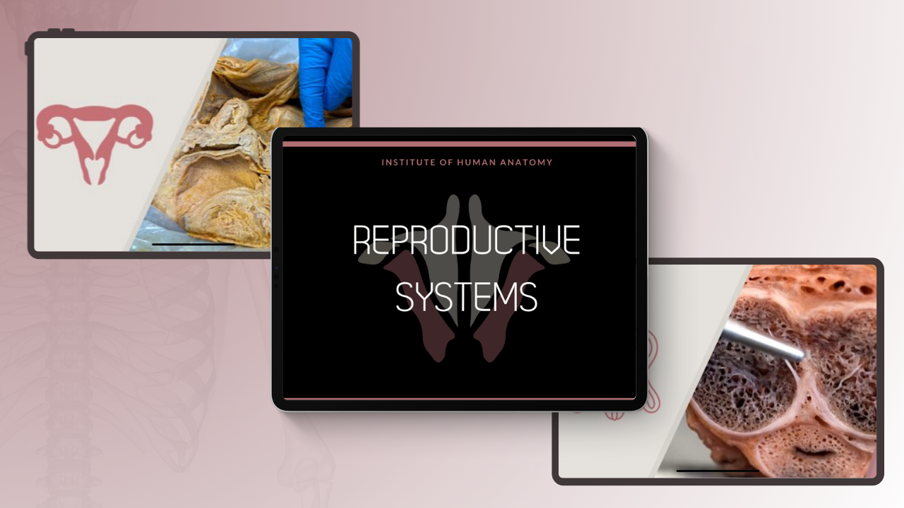 Reproductive System Quiz Pack Bundle
