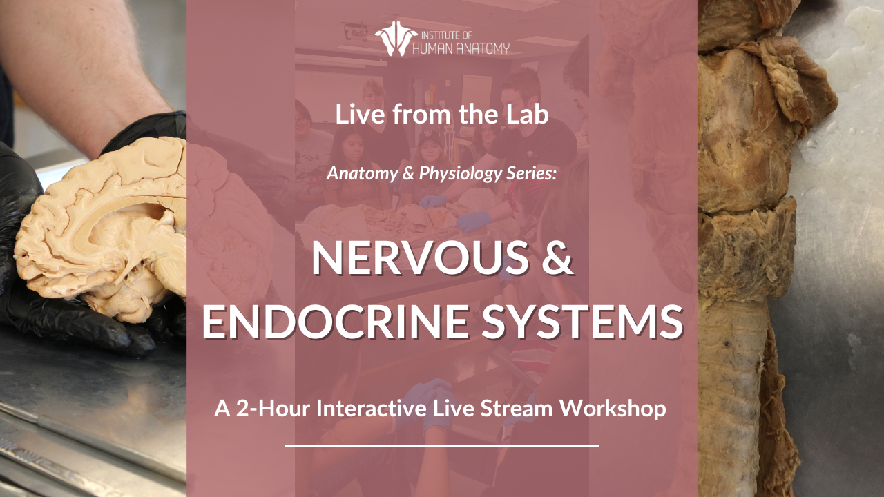 IOHA Live from the Lab: Nervous & Endocrine System 2-Hour Workshop