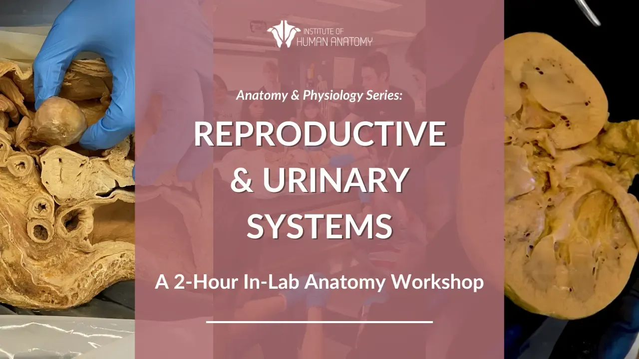 IOHA Muscular and Cardiovascular Systems 2-Hour In-Person Workshop