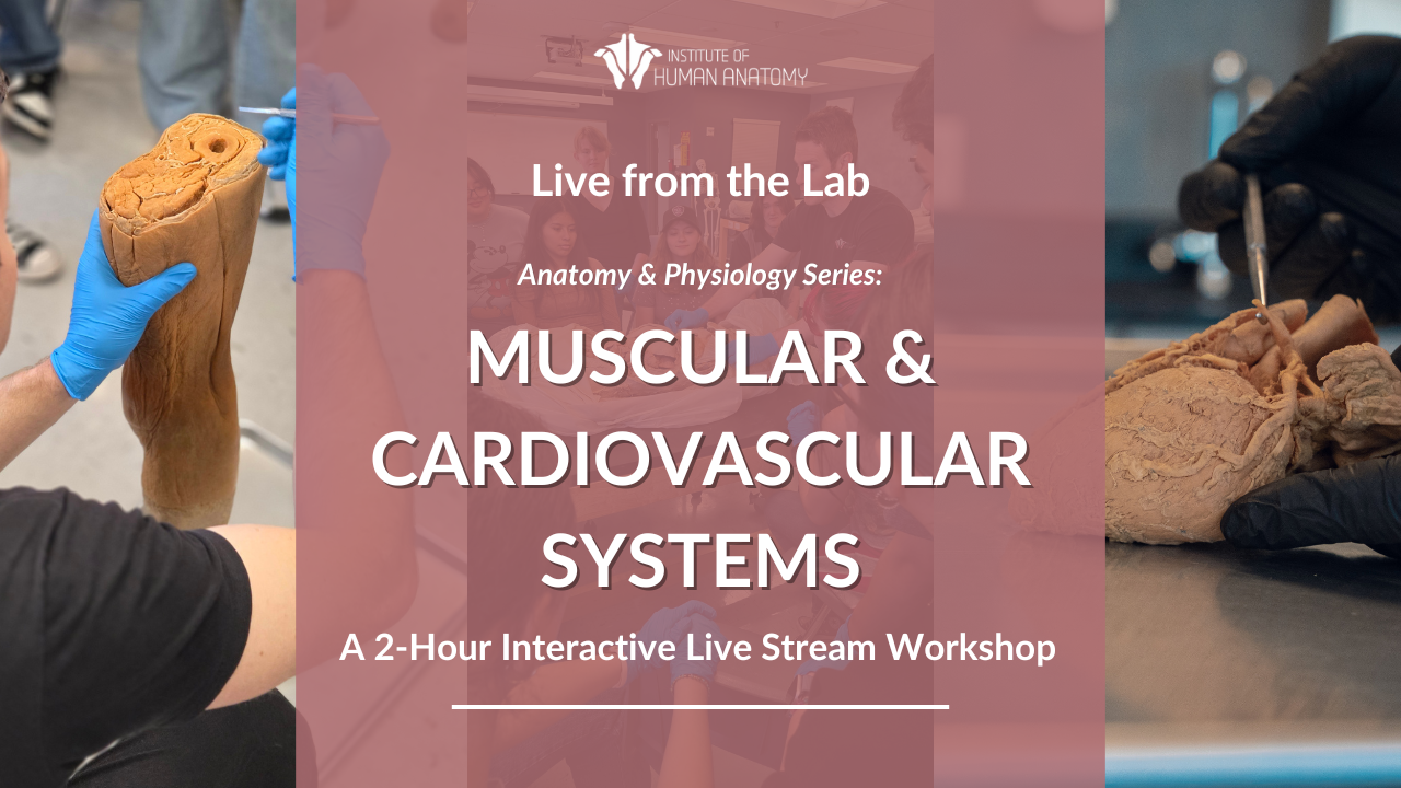 IOHA Live from the Lab: Muscular & Cardiovascular System 2-Hour Workshop