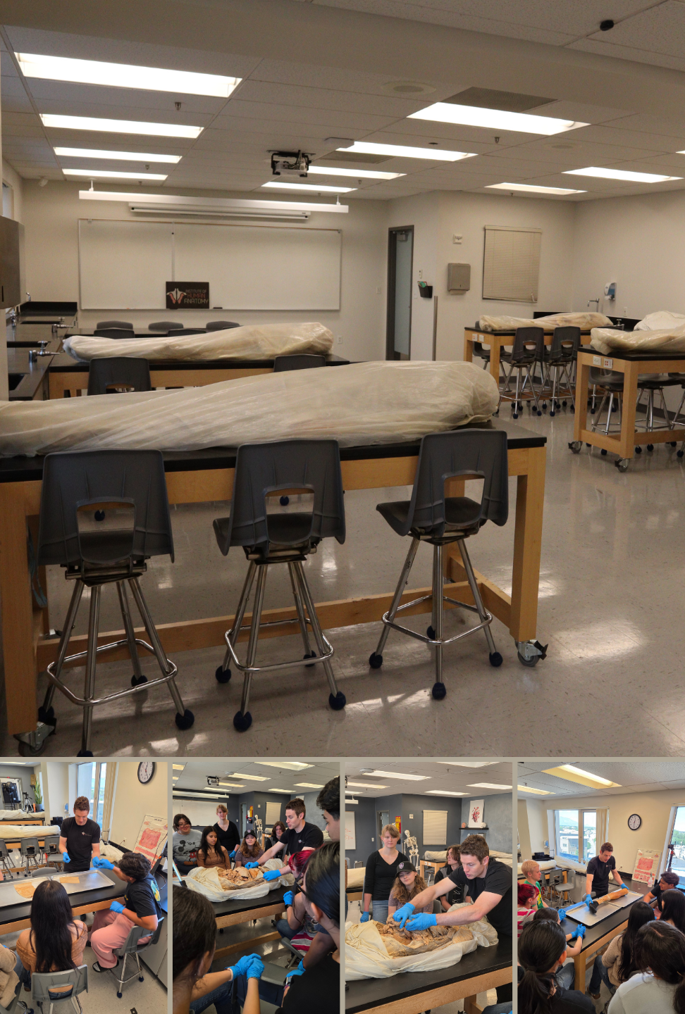 Nervous & Endocrine Systems 2-Hour Workshop - Institute of Human Anatomy