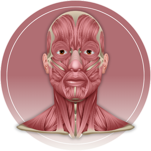 Facial Anatomy