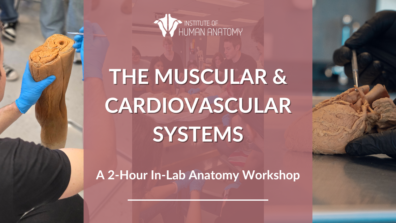 IOHA Muscular and Cardiovascular Systems 2-Hour In-Person Workshop