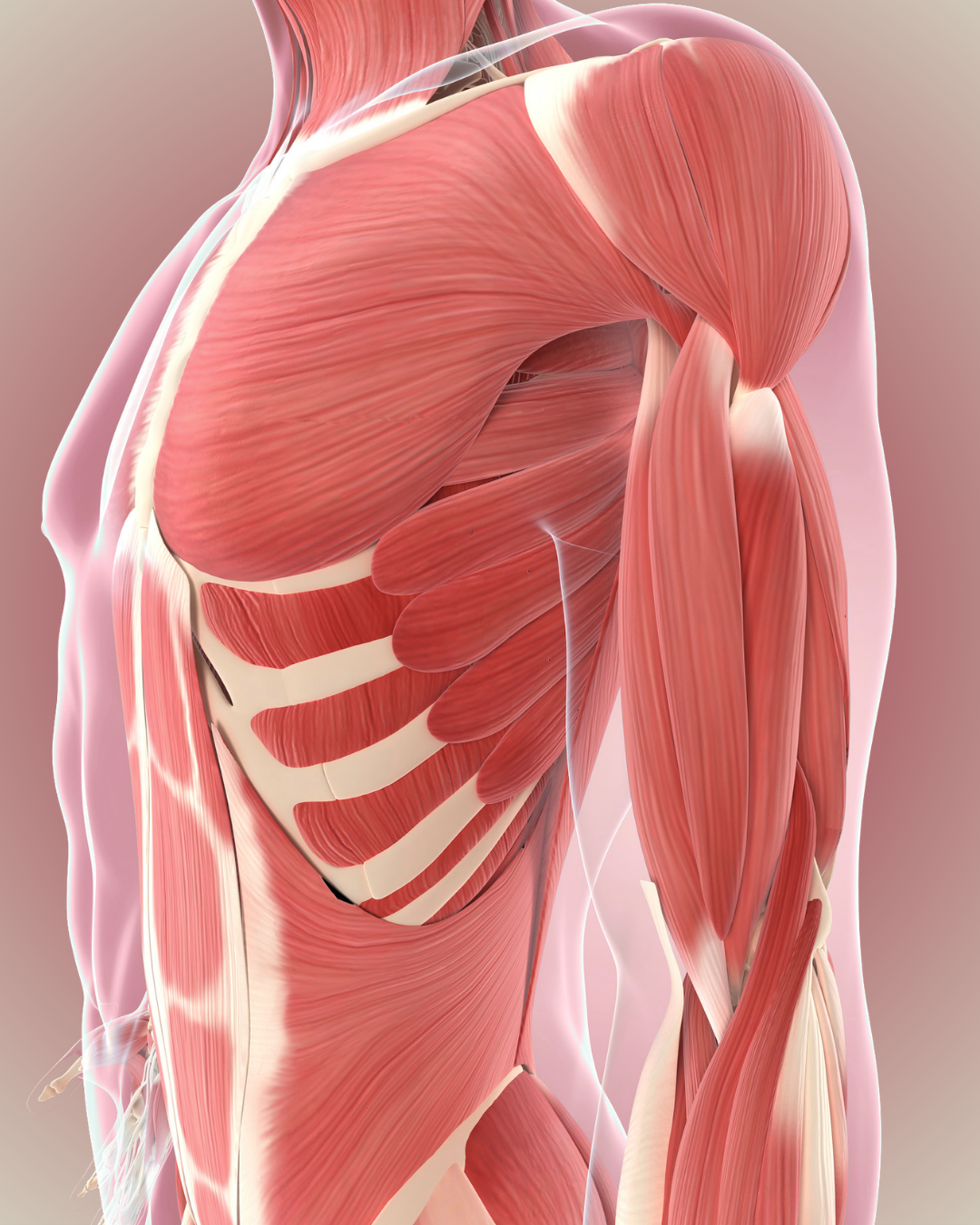 Angled 3D medical illustration details the muscular structure of the human trunk and superior limb, highlighting the pectoralis major and deltoid.