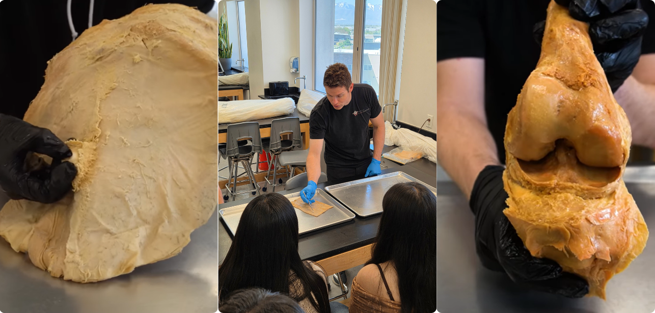 Skin, Connective Tissues, & Joints 2-Hour Workshop - Institute of Human Anatomy
